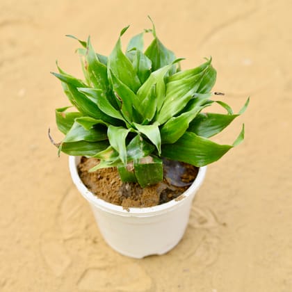 Buy Dracaena Compacta in 4 inch White Nursery Pot Online | Urvann.com