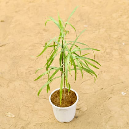 Buy Dracaena Messenger Green (2 in 1) 4 inch White Nursery Pot Online | Urvann.com