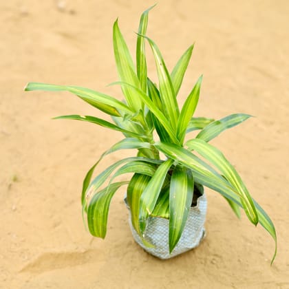 Dracaena Messenger Green (2 plants in 1) in 4 Inch Nursery Bag