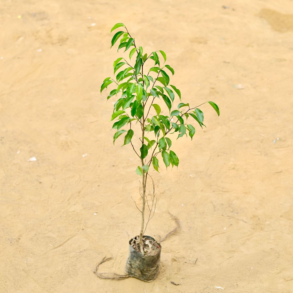 Ficus Benjamina (~ 3.5 Ft) in 3 Inch Nursery Bag Ficus Benjamina (~ 3.5 Ft) in 3 Inch Nursery Bag