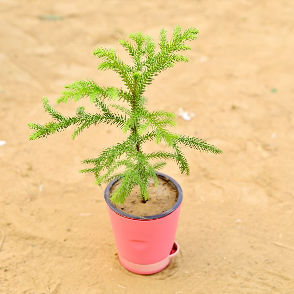 Buy Araucaria / Christmas Tree Baby in 4 Inch Pink Florence Self Watering Pot Online | Urvann.com Araucaria / Christmas Tree Baby in 4 Inch Pink Florence Self Watering Pot