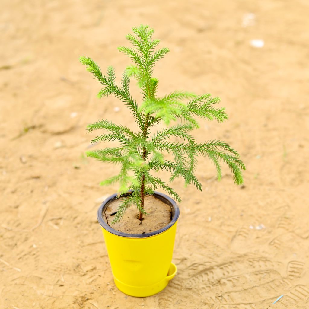 Buy Araucaria / Christmas Tree Baby in 4 Inch Yellow Florence Self Watering Pot Online | Urvann.com Araucaria / Christmas Baby in 4 Inch Yellow Florence Self Watering Pot
