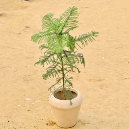 Buy Araucaria / Christmas Tree (~ 2.5 Ft) in 13 X 14 Inch Sandstone Premium Milo Fiberglass Planter Online | Urvann.com
