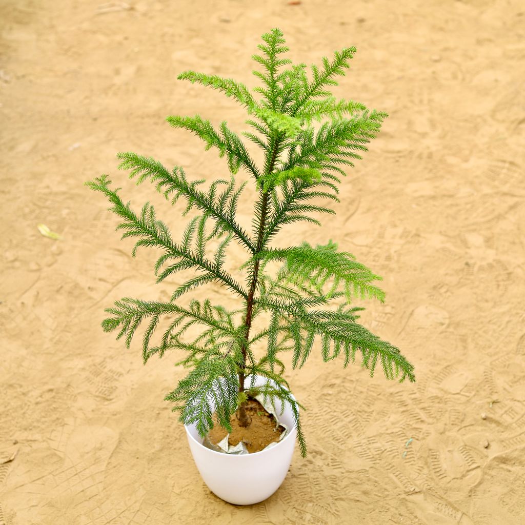 Buy Araucaria / Christmas Tree (~ 2.5 Ft) in 8 Inch White Premium Orchid Round Plastic Pot Online | Urvann.com Araucaria / Christmas Tree (~ 2.5 Ft) in 8 Inch White Premium Orchid Round Plastic Pot