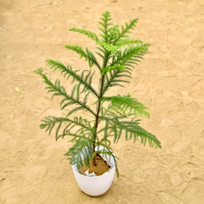 Buy Araucaria / Christmas Tree (~ 2.5 Ft) in 8 Inch White Premium Orchid Round Plastic Pot Online | Urvann.com