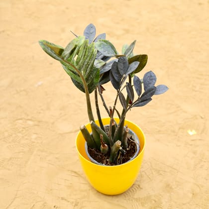 Buy Zz Black in 8 Inch Yellow Premium Orchid Round Plastic Pot Online | Urvann.com