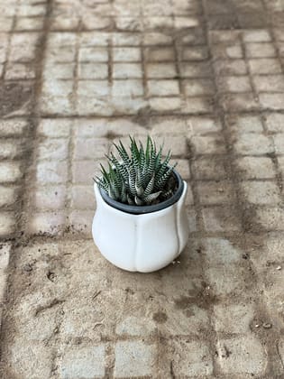 Buy Haworthia Succulent in 4 Inch Classy White Leaf Designer Ceramic Pot Online | Urvann.com