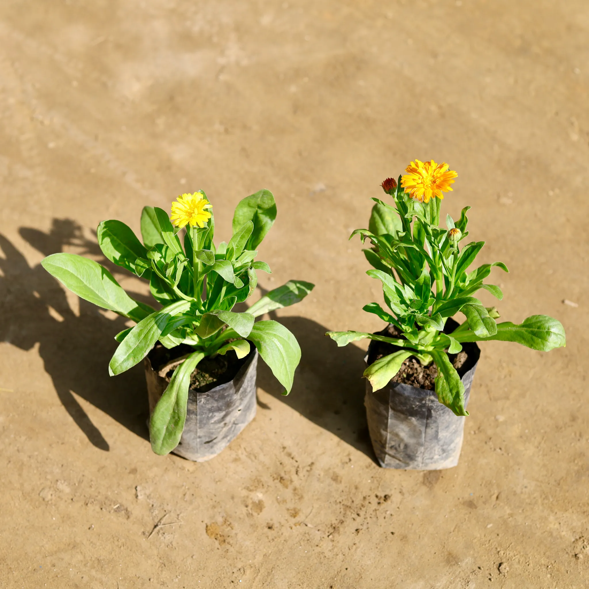 Set of 2 - Calendula (Any Colour) in 4 Inch Nursery bag