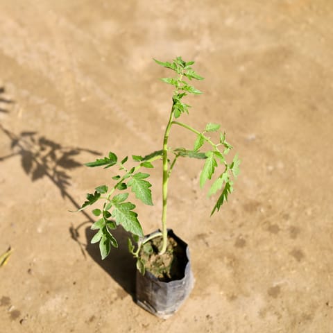 Tomato in 4 Inch Nursery bag