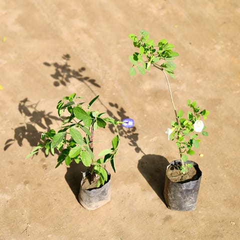 Set of 2 - Aparajita (White & Blue) in 4 Inch Nursery bag