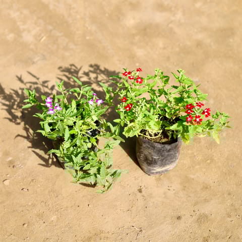 Set of 2 - Verbena (Any Colour) in 4 Inch Nursery bag