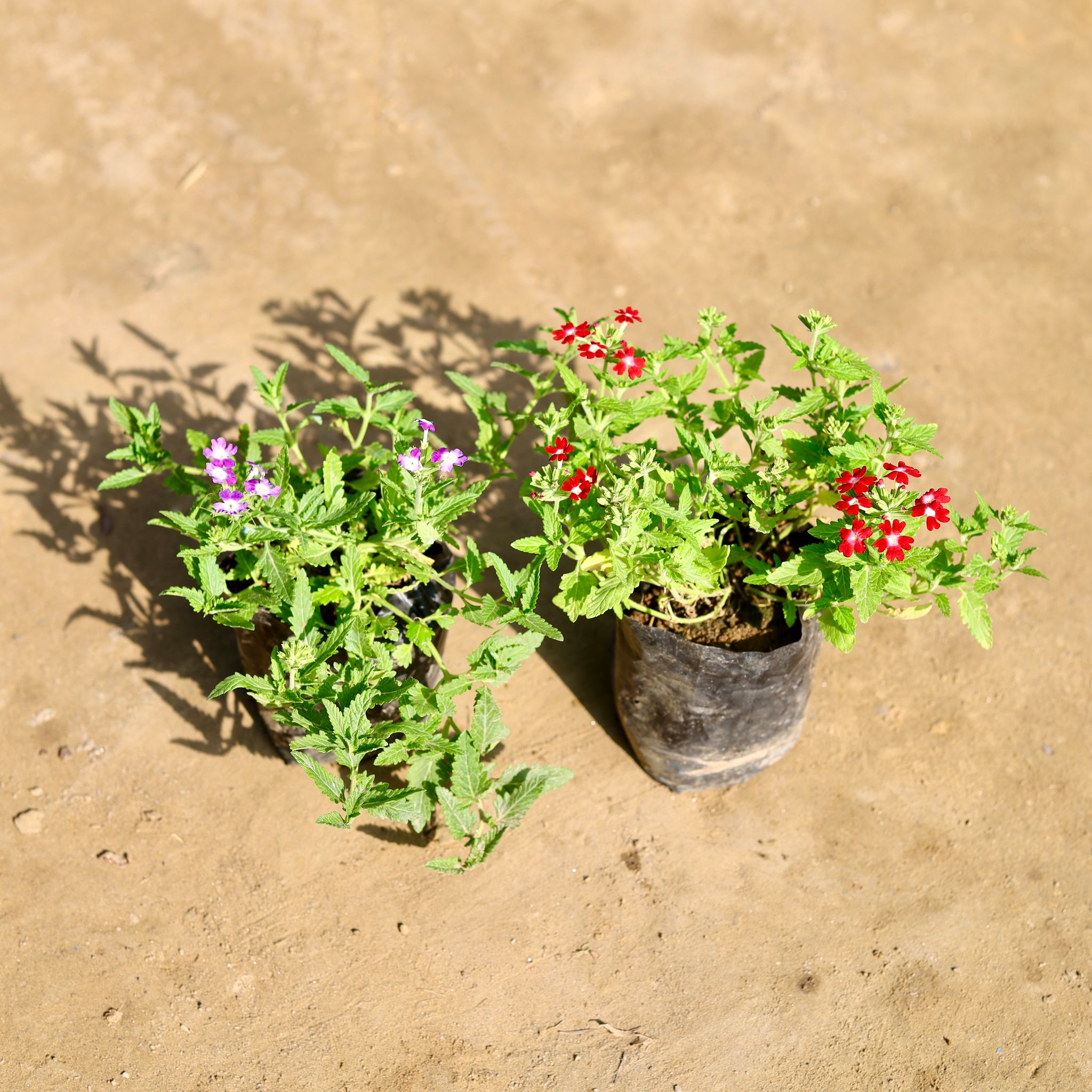 Set of 2 - Verbena (Any Colour) in 4 Inch Nursery bag