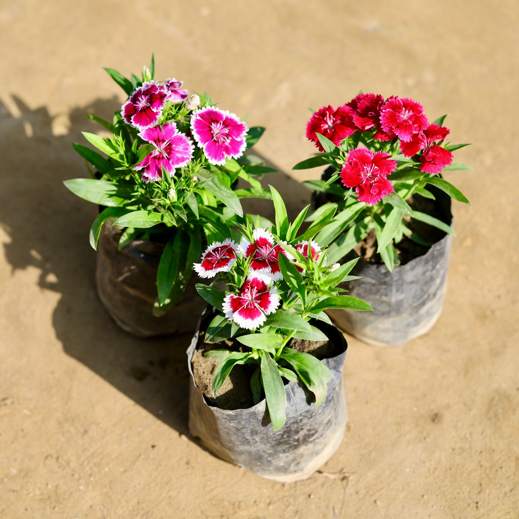 Set of 3 - Dianthus (Any Colour) in 4 Inch Nursery bag