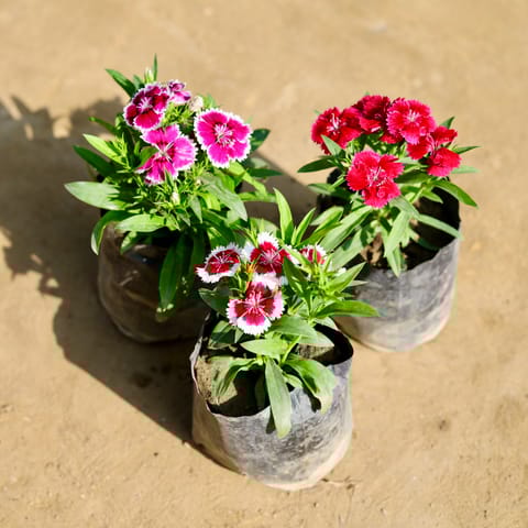 Set of 3 - Dianthus (Any Colour) in 4 Inch Nursery Bag
