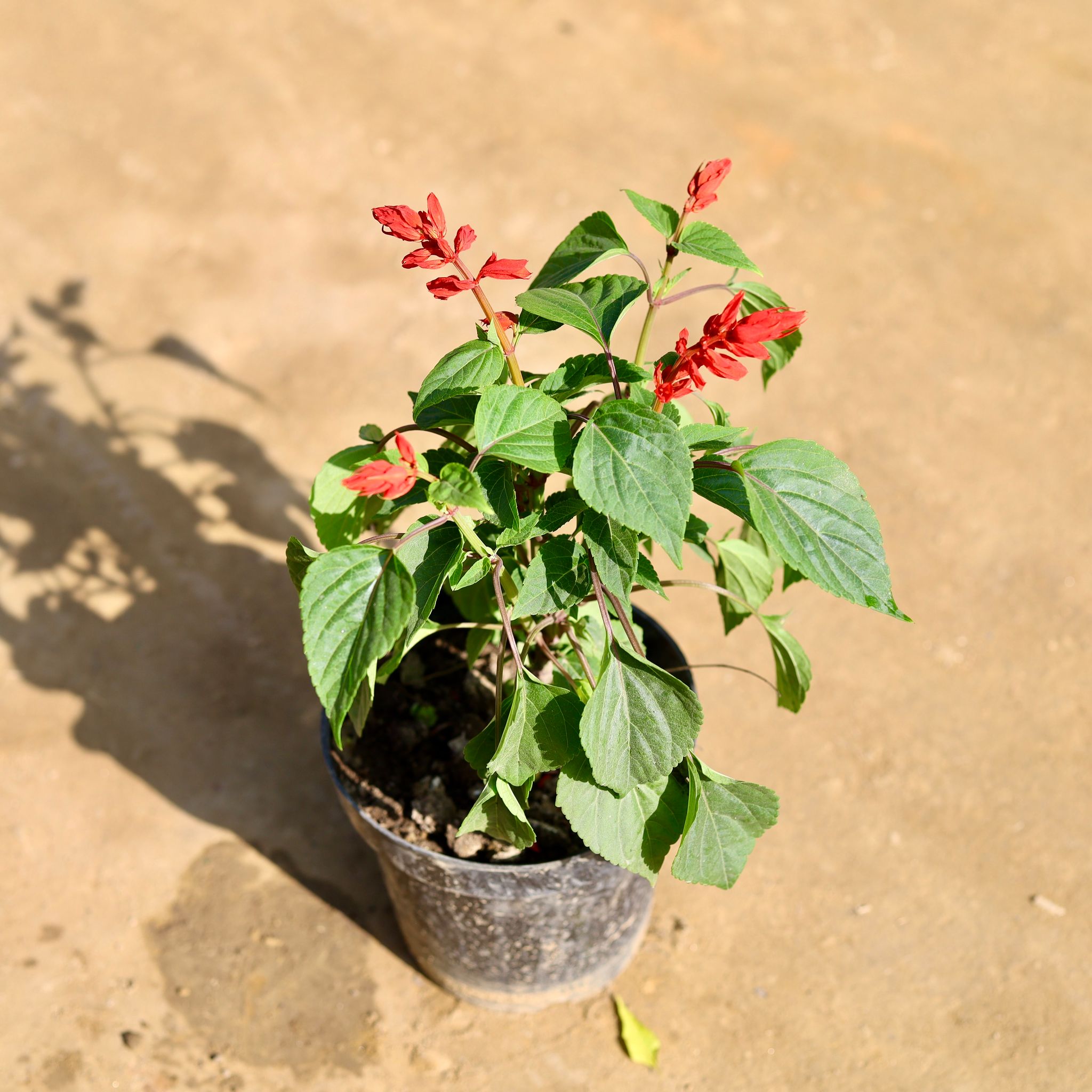 Salvia (Any Colour) in 6 Inch Nursery Pot