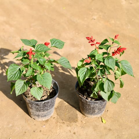 Set of 2 - Salvia (Any Colour) in 6 Inch Nursery Pot