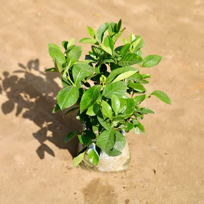 Buy Gardenia / Gandhraaj (Any Colour) in 7 Inch Nursery bag Online | Urvann.com