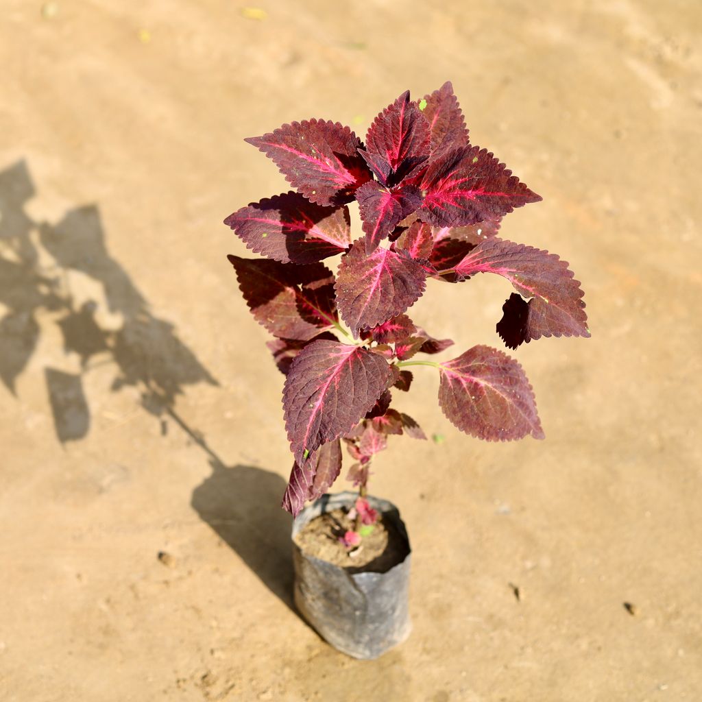 Coleus Red / Brown in 4 Inch Nursery bag