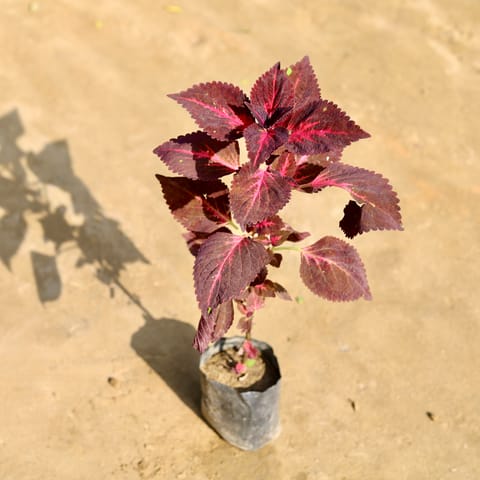 Coleus Any Colour/ Any design in 4 Inch Nursery bag