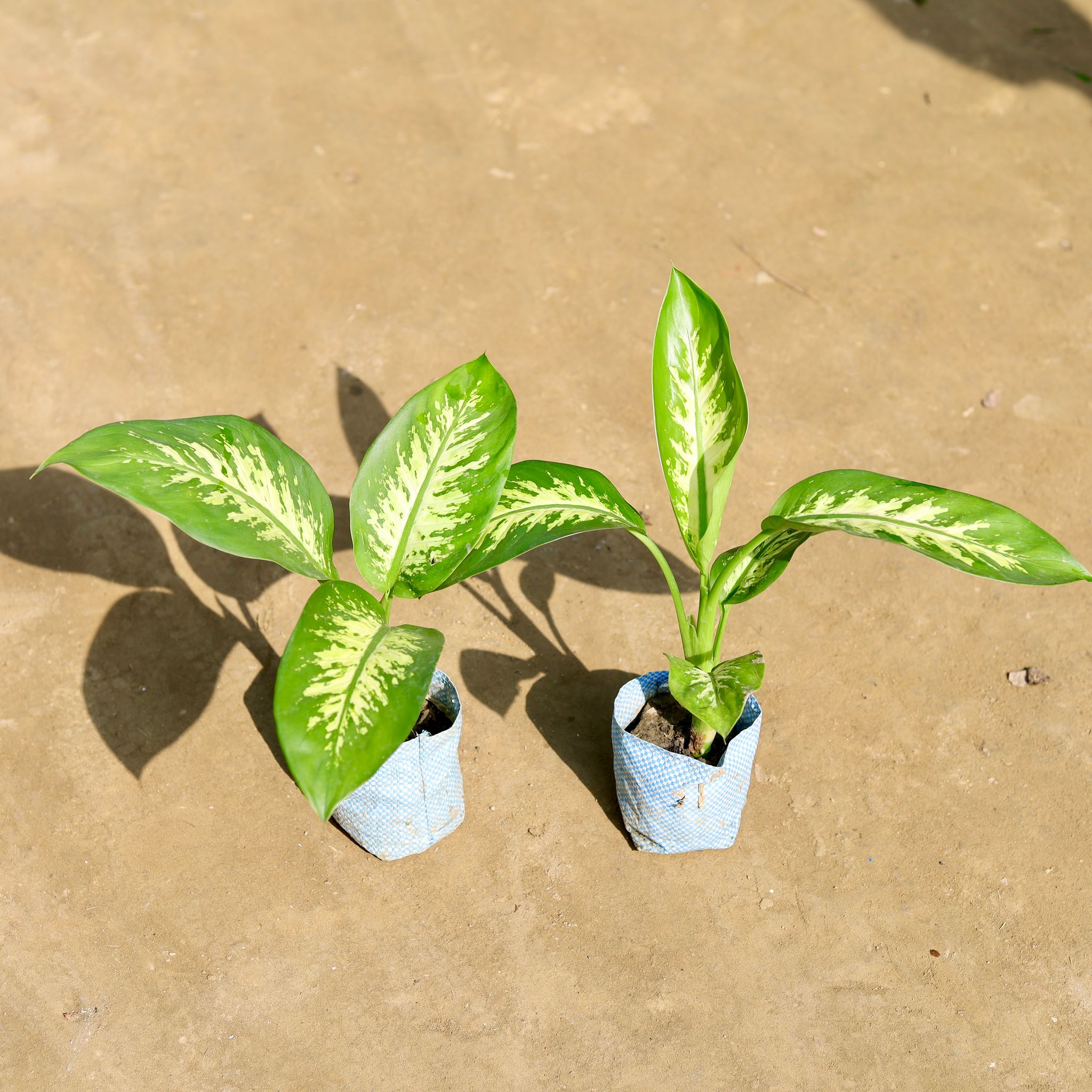 Set of 2 - Dieffenbachia in 4 Inch Nursery bag