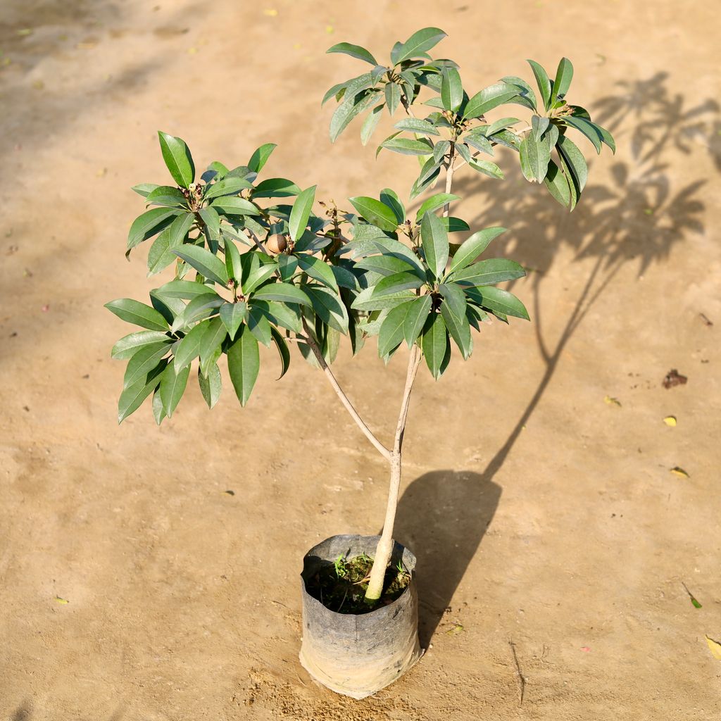 Buy Chiku / Sapodilla in 7 Inch Nursery bag Online | Urvann.com Chiku / Sapodilla in 7 Inch Nursery bag