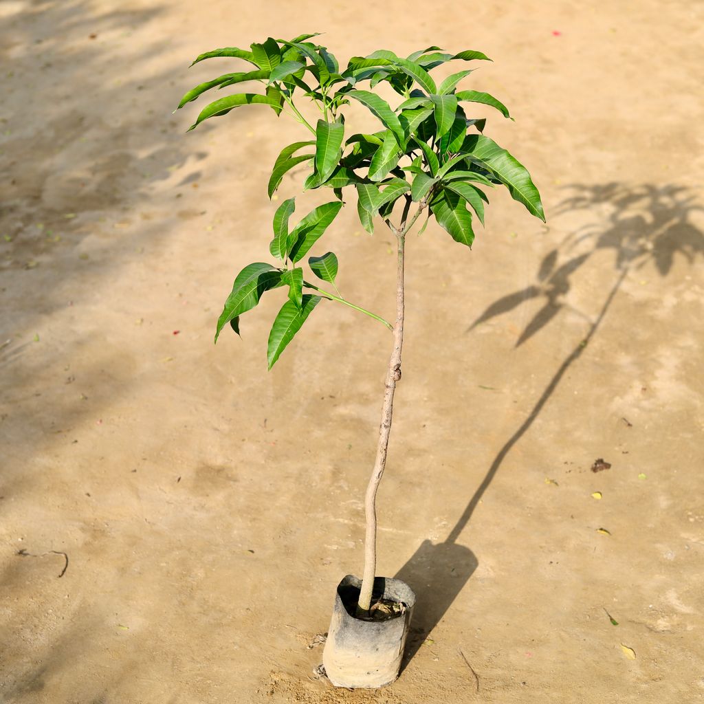 Buy Mango All Season in 7 Inch Nursery bag Online | Urvann.com Mango All Season in 7 Inch Nursery bag