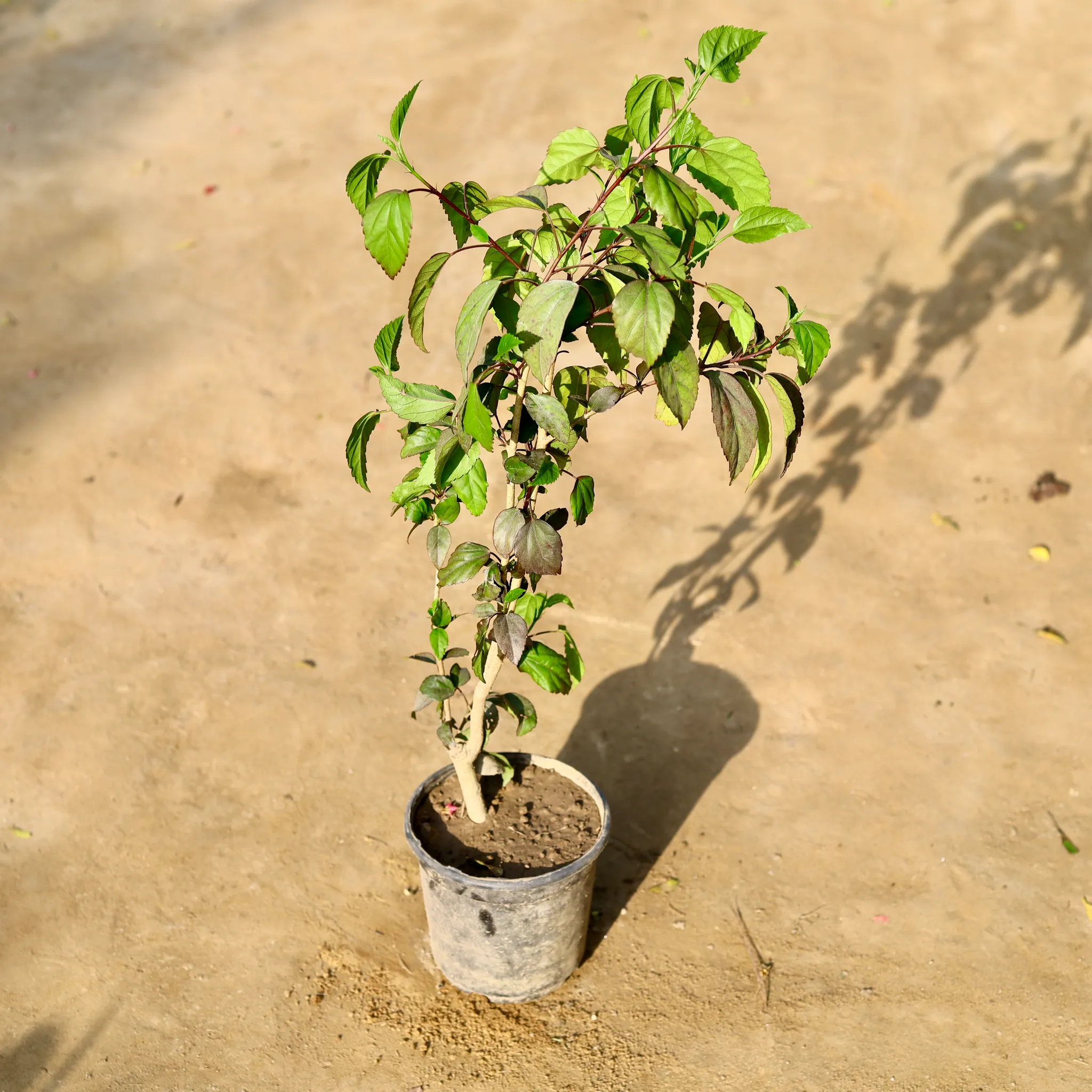 Hibiscus / Gudhal (Any Colour) in 6 Inch Nursery Pot