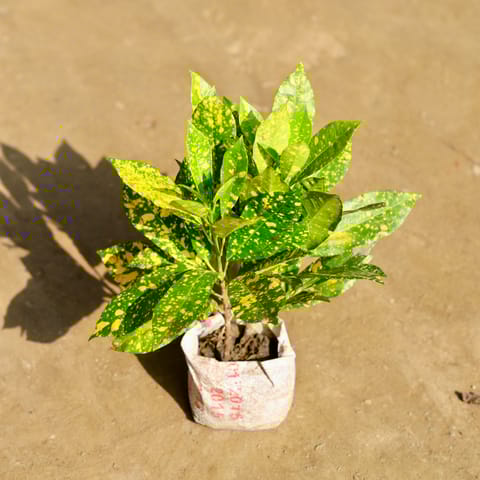 Baby Croton in 4 Inch Nursery bag