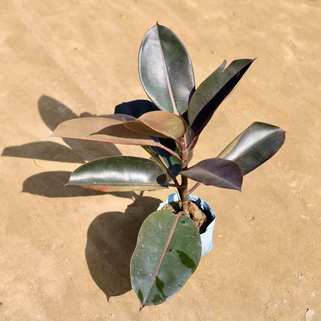 Buy Rubber Plant in 7 Inch Nursery bag Online | Urvann.com Rubber Plant in 7 Inch Nursery bag