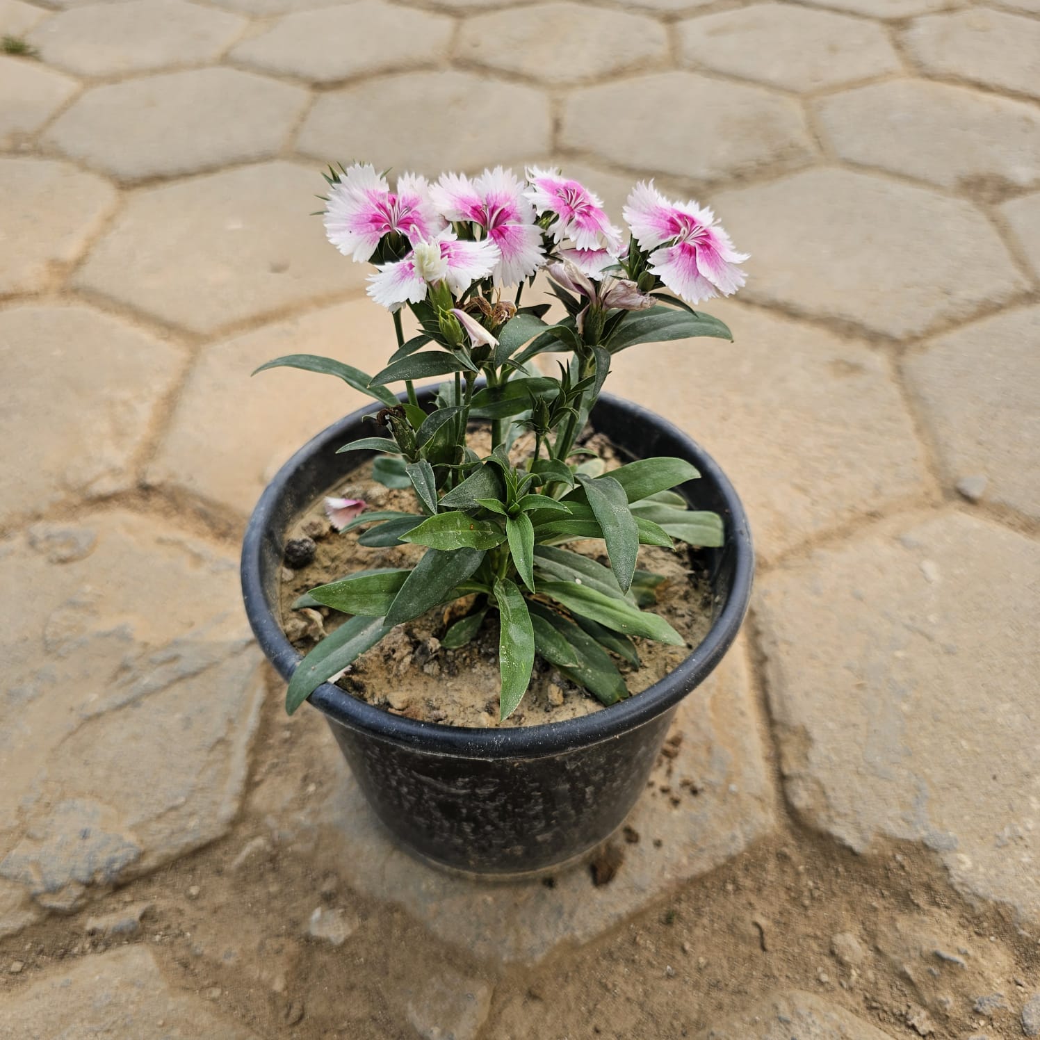 Dianthus (Any Colour) in 6 Inch Nursery Pot