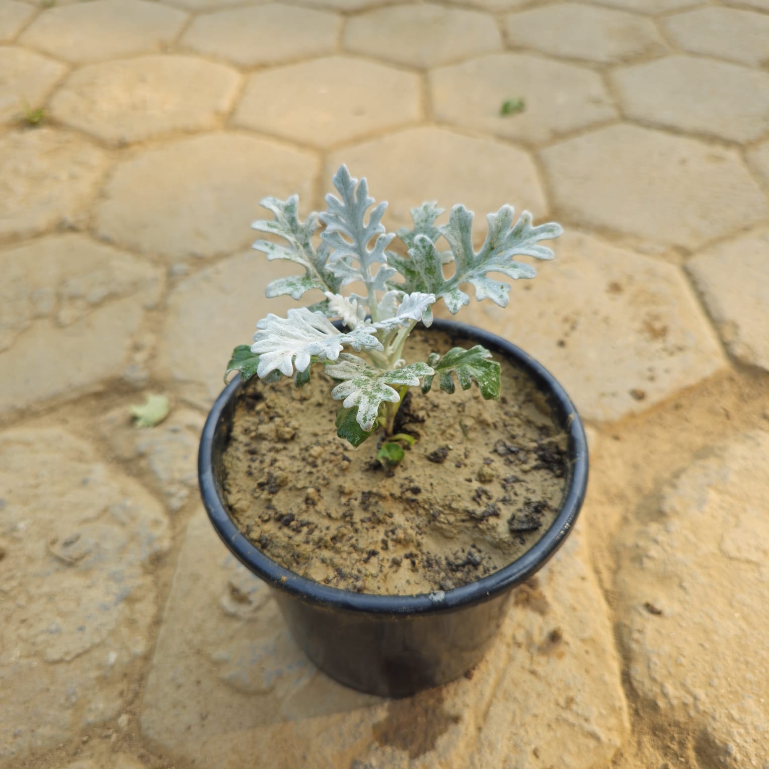 Silver Dust in 6 Inch Nursery Pot
