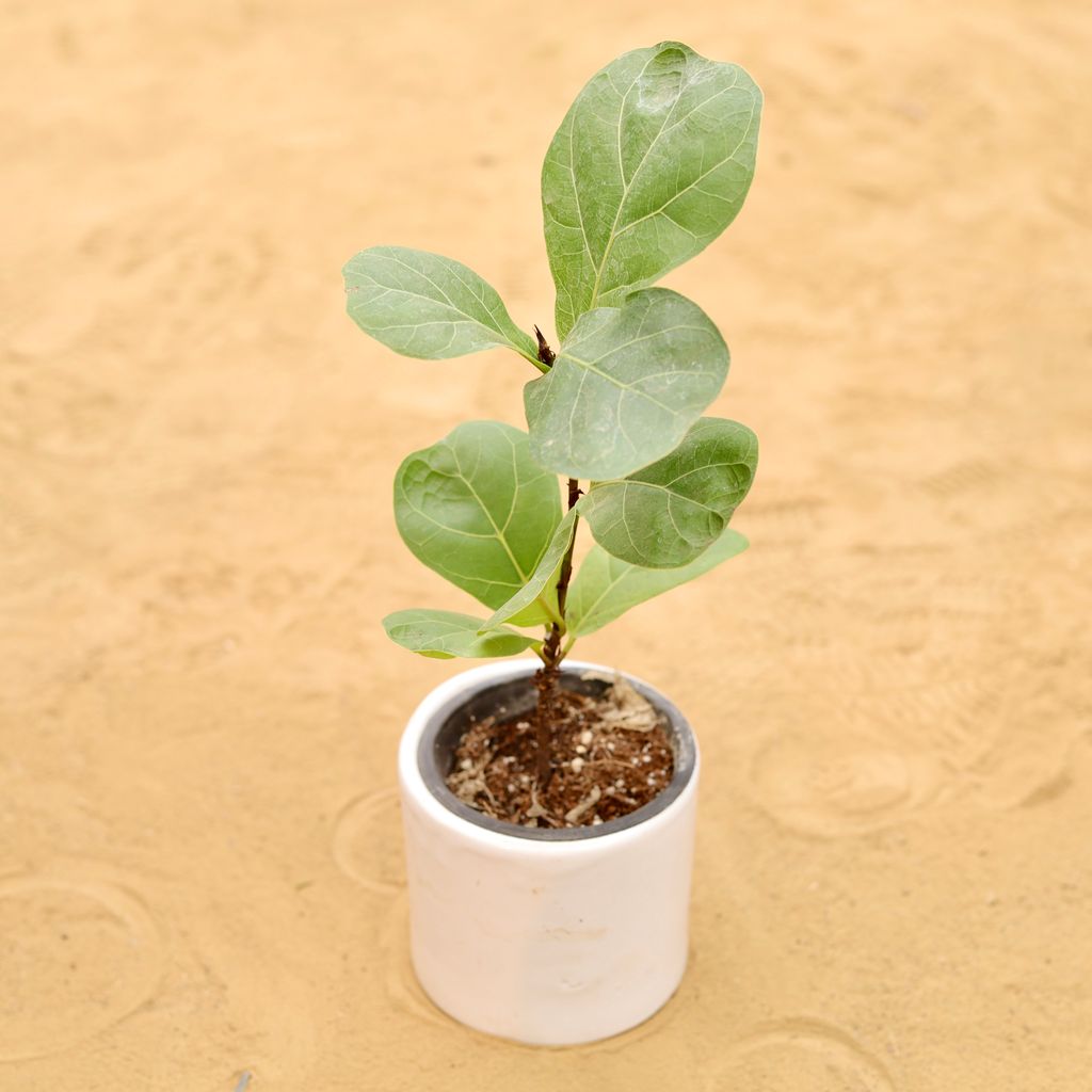 Buy Fiddle Leaf Fig / Ficus Lyrata in 4 Inch White Minimalist Cylindrical Ceramic Pot Online | Urvann.com Fiddle Leaf Fig / Ficus Lyrata in 4 Inch White Minimalist Cylindrical Ceramic Pot