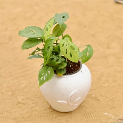Buy Monstera Broken Heart in 7 Inch Plain White Premium Apple Leaf Plastic Pot Online | Urvann.com