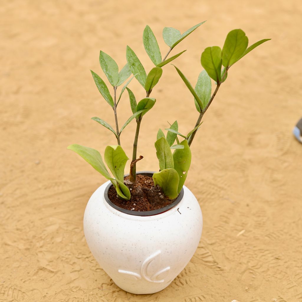 Zz Green in 7 Inch Plain White Premium Apple Leaf Plastic Pot