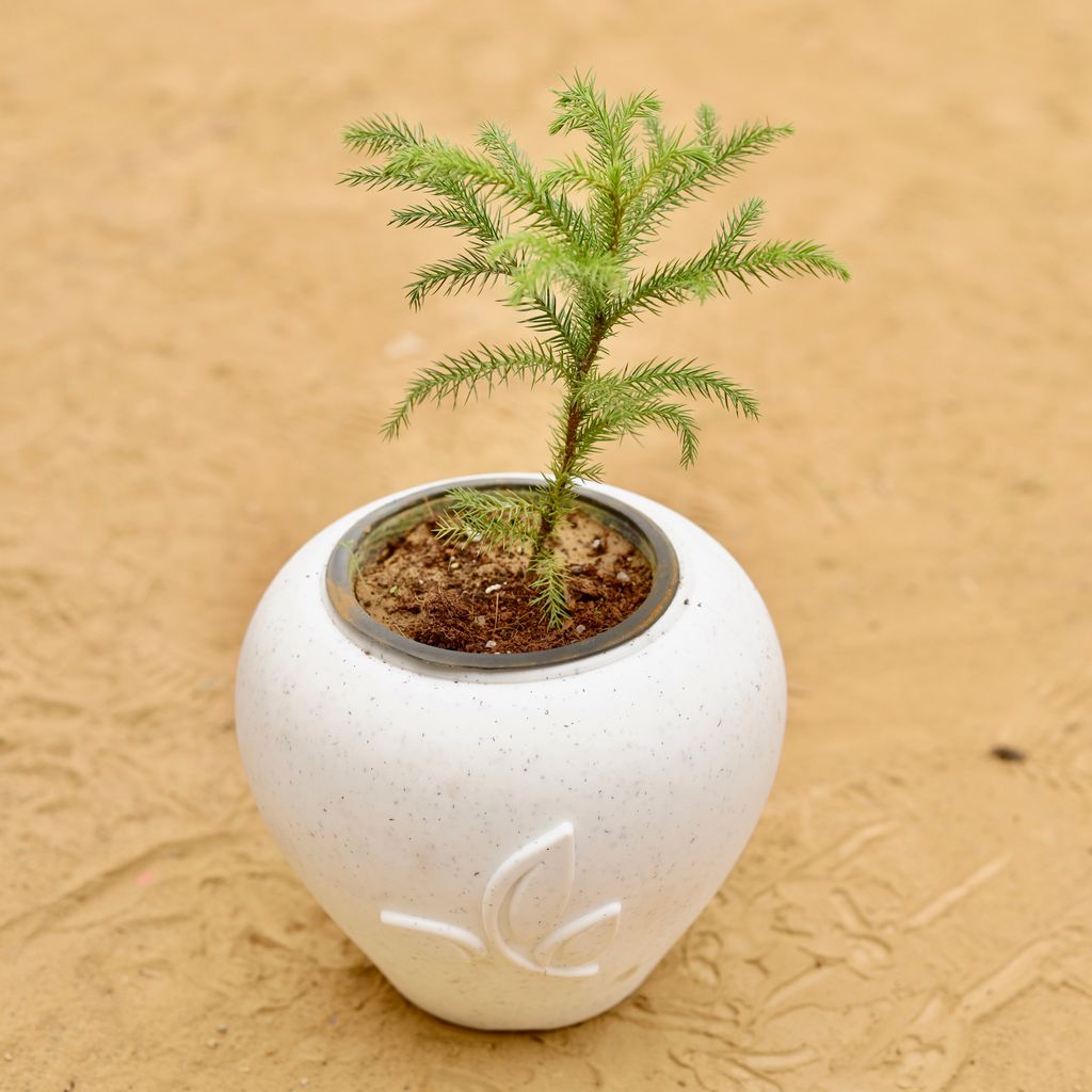 Buy Araucaria / Christmas Tree Baby in 7 Inch Plain White Premium Apple Leaf Plastic Pot Online | Urvann.com Araucaria / Christmas Tree Baby in 7 Inch Plain White Premium Apple Leaf Plastic Pot