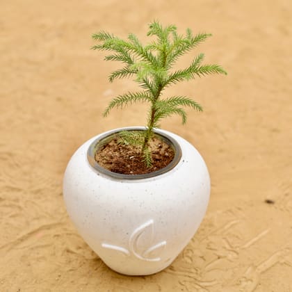 Buy Araucaria / Christmas Tree Baby in 7 Inch Plain White Premium Apple Leaf Plastic Pot Online | Urvann.com