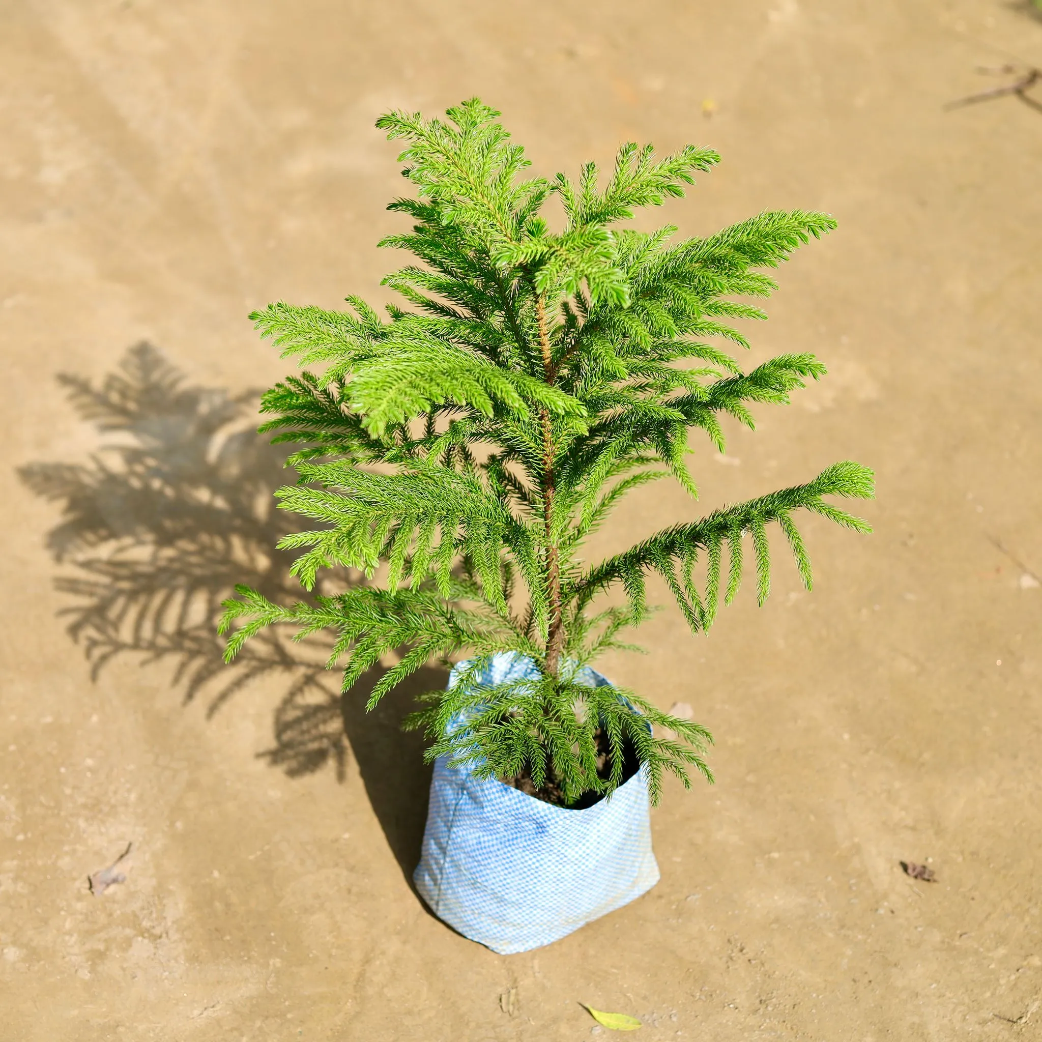 Araucaria / Christmas Tree in 7 Inch Nursery bag