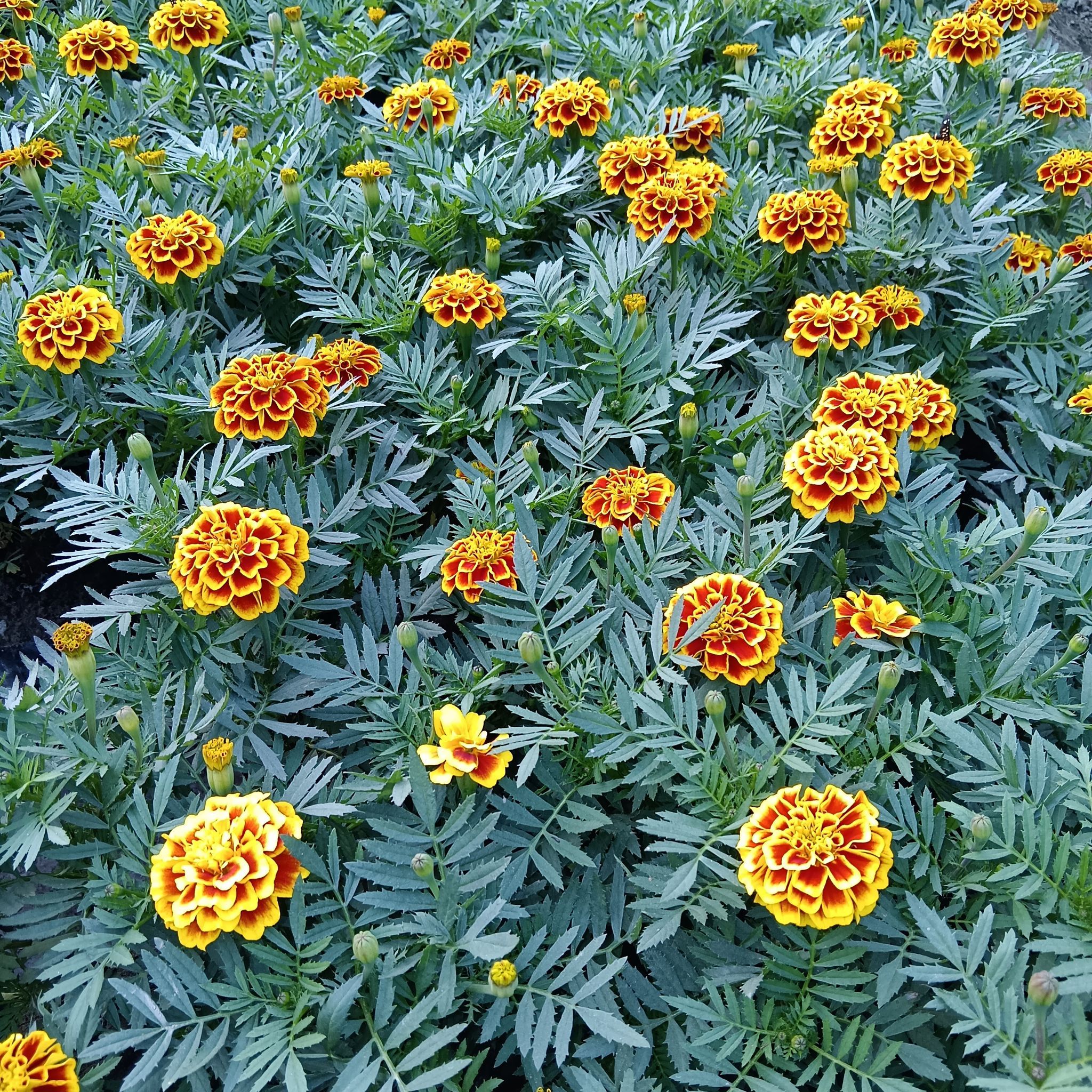 Marigold Tiger / Genda French Yellow in 4 Inch Nursery Bag