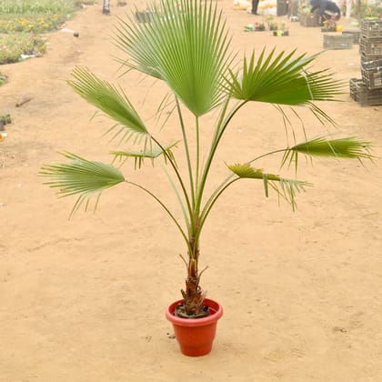 Buy Washingtonia Palm in 14 Inch Terracotta Red Classy Plastic Pot Online | Urvann.com