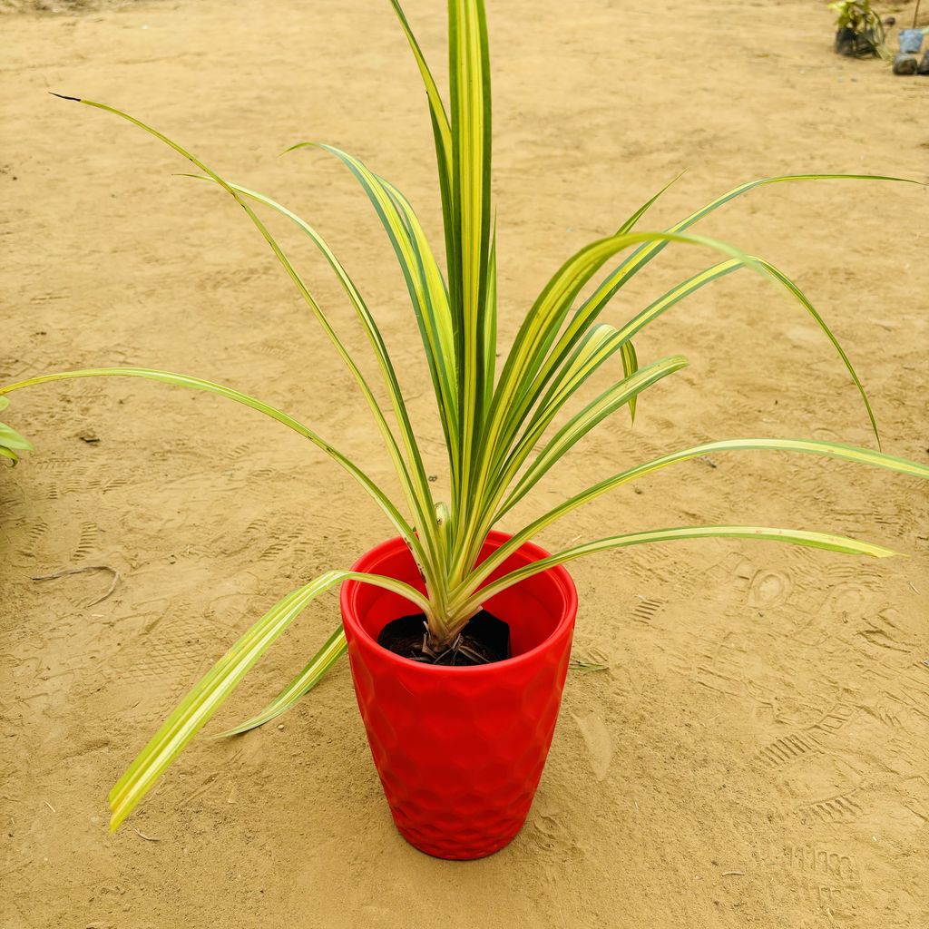 Buy Pandanus in 8 Inch Red Premium Matt Classic Plastic Pot Online | Urvann.com Pandanus / Screwpine in 8 Inch Red Premium Matt Classic Plastic Pot