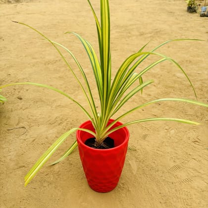Buy Pandanus in 8 Inch Red Premium Matt Classic Plastic Pot Online | Urvann.com