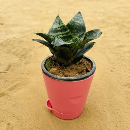 Buy Snake Green in 4 Inch Pink Florence Self Watering Pot Online | Urvann.com