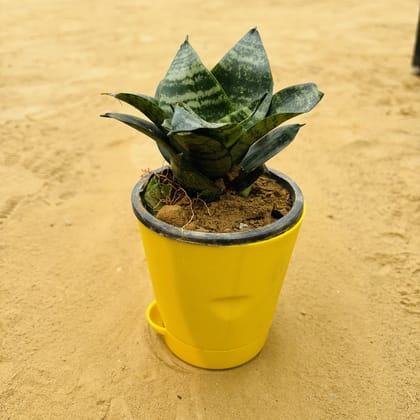 Buy Snake Green in 4 Inch Yellow Florence Self Watering Pot Online | Urvann.com