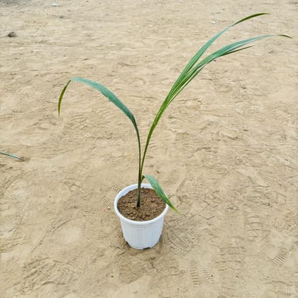 Buy Bottle Palm in 6 Inch White Super Nursery Pot Online | Urvann.com