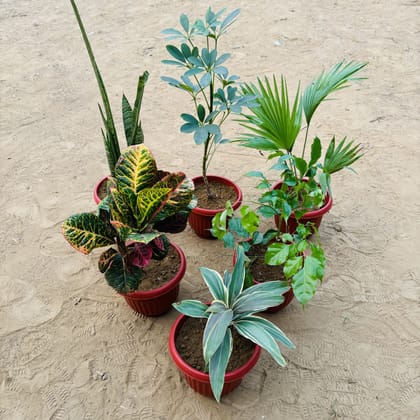 Buy Set of 5 - Snake Green, Schefflera Green, China Palm, Croton Petra, Radermachera & Dracaena Cordyline White in 8 Inch Terracotta Red Olive Plastic Pot Online | Urvann.com