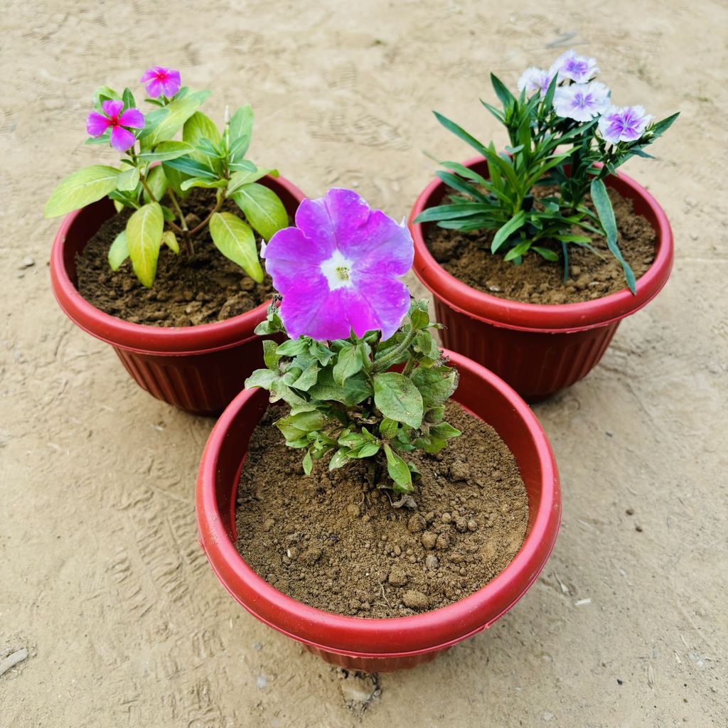 Buy Set of 3 - Petunia, Dianthus & Periwinkle in 8 Inch Terracotta Red Olive Plastic Pot Online | Urvann.com Set of 3 - Petunia, Dianthus & Periwinkle in 8 Inch Terracotta Red Olive Plastic Pot