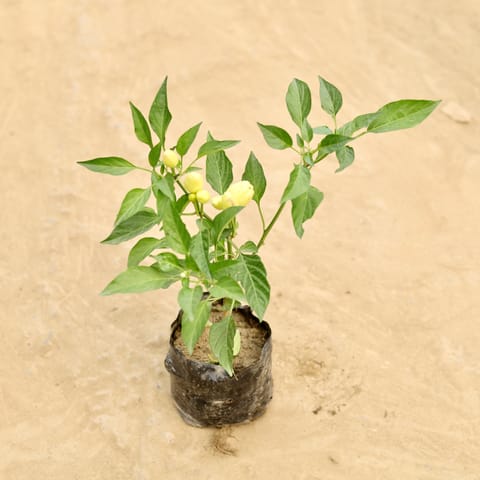 Continental Chilli in 4 Inch Nursery bag
