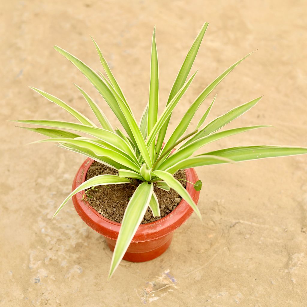 Buy Spider in 6 Inch Classy Red Plastic Pot Online | Urvann.com Spider in 6 Inch Classy Red Plastic Pot