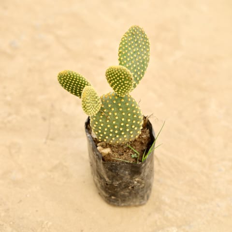 Bunny Ear Cactus in 4 Inch Nursery bag