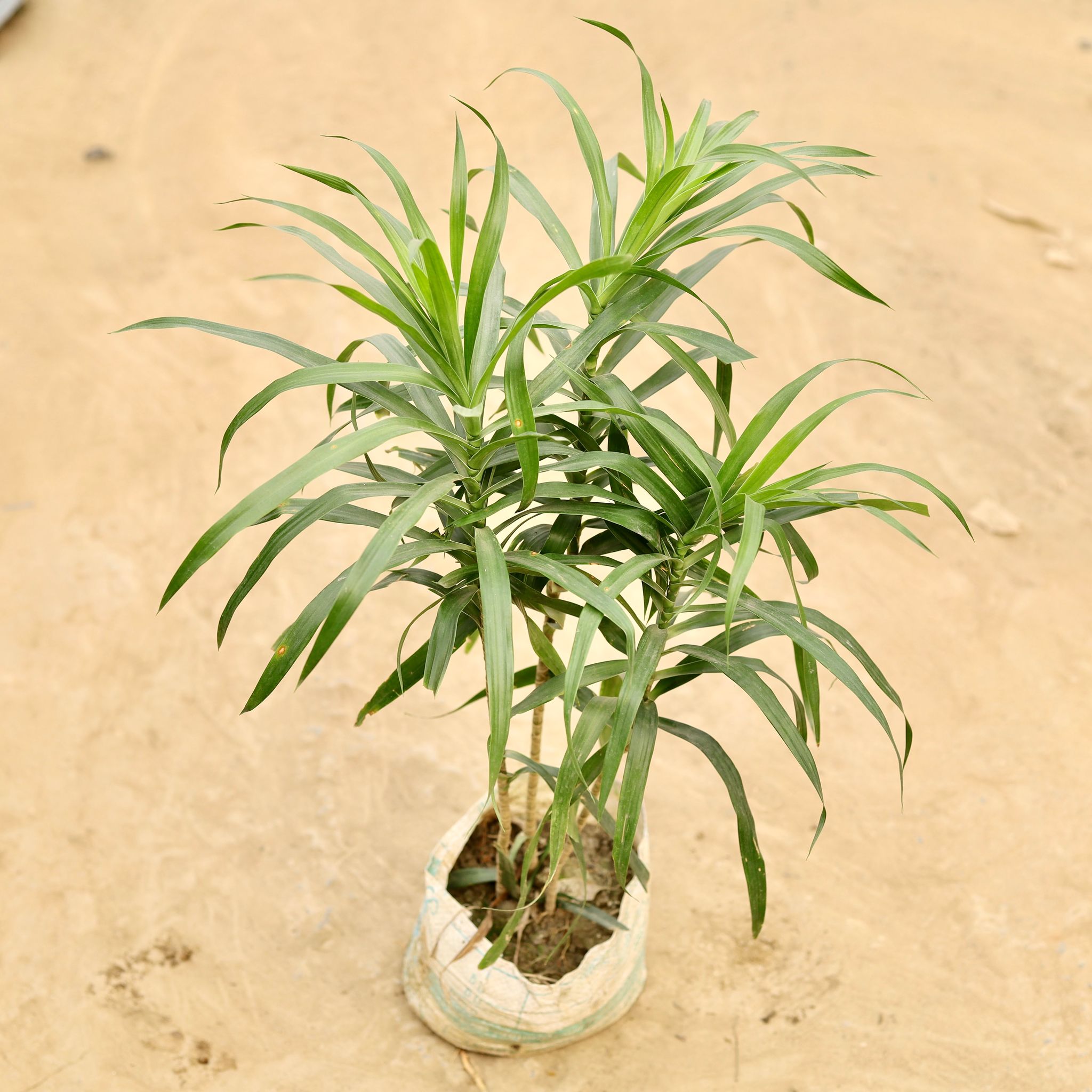 Dracaena Green in 6 Inch Nursery bag